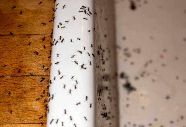 Best Residential Pest Control  in Sumas, WA