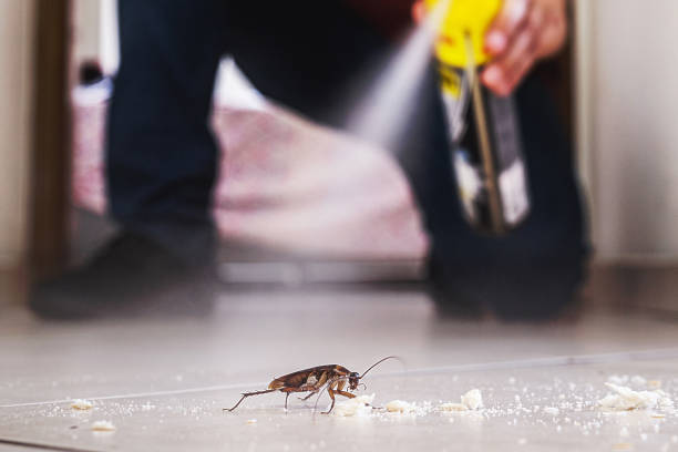 Reliable Sumas, WA Pest Control Solutions